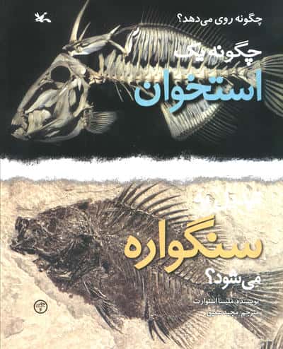 چگونه یک استخوان تبدیل به سنگواره می شود؟